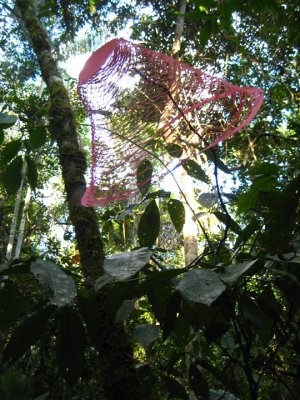 Thumbnail image of Photograph: Hand Cut Paper in the Colombian Amazon Jungle